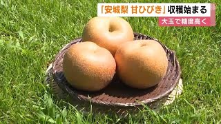 大玉で高い糖度が特徴…愛知・安城市特産のブランド梨『甘ひびき』収穫始まる JA直営店や道の駅等で販売