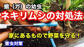 ネキリムシの対策方法『根切り虫の幼虫を無農薬で駆除』プランターでの家庭菜園でも退治できます