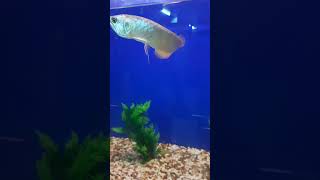 Silver Arowana fish in the Aquarium #shorts