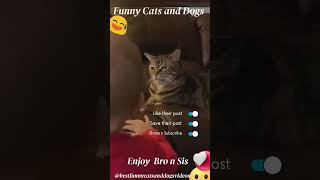 best funny cats and dogs videos 2023 - funniest cats and dogs videos 26 #shorts