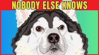 17 Secrets Your Dog Knows About You 🐾 | How Your Dog Understands You Better Than You Think