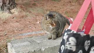 こちらまで遠征に来てたおたふくカイちゃん兄弟のカイちゃん❗ご飯は貰い終えてたみたい❗ゴシゴシ⤴️おたふくカイちゃんも遠征中かニャ～❔❤️