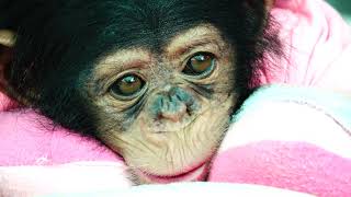 น้องณเดช ลิงน้อยชิมแปนซี Baby ChimpanZee बेबी चिंपांजी