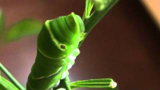 Swallowtail butterfly larvae　アゲハチョウの幼虫