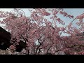 2021年4月24日　角館桜開花状況 13