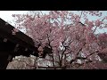 2021年4月24日　角館桜開花状況 13