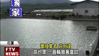 花蓮子弟回鄉創業 生態養殖黃金蜆－民視新聞