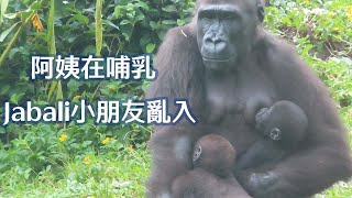 阿姨在哺乳，Jabali小朋友亂入-Auntie Iriki is breastfeeding, Jabali wants to play with her.