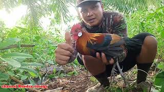 rejeki tak terduga.mikat ayam hutan pakai pikat f2.sangat memuaskan.👍