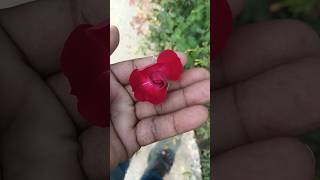 Red peony rose ||#flower #rose #shortvideo #viral#trending