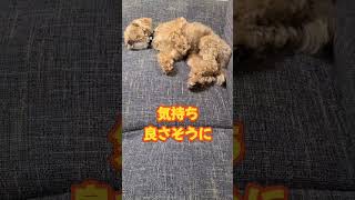 【ソファーで寝るtoi】#ミックス犬#シープー