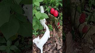 Finding eggs in the garden and feeding cute cat #egg #eggs #cutecat