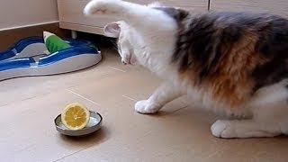 Best Funny Videos - Funny Cats and Dogs vs Lemons - Funny Animal Compilation