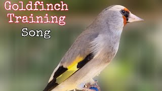 The Best Gold finch Training Song | Goldfinch Singing Training Video | Saira Singing Birds