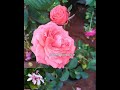 kashmir rose in nagercoil garden kashmir rosekashmir rose nature agricultural rose