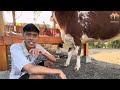 review sapi hadiah dari mas nanang sobat ngaret