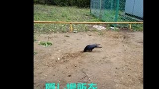 Japanese  crows  are  smart.          賢いとは聞くけど、カラスよ、自分で隠した場所を覚えきれるの？