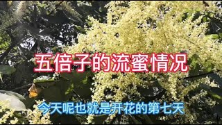 五倍子流蜜期的第七天，天气晴朗，养蜂人简单介绍流蜜情况