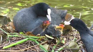 Jonge meerkoeten in vijver Westerpark Amsterdam  #Fauna