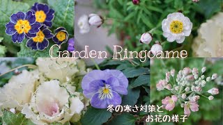 【ガーデニング】冬のお花の簡単な寒さ対策⛄️ 寄せ植えや花壇の様子🌼【花パトロール】