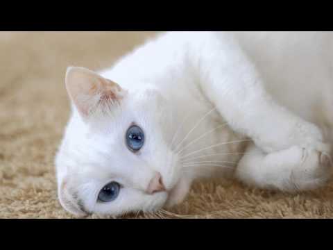 Black white cat breed Black white cat breed
