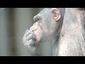 「チンパンジーの数だけ物語があるんだよ。」パンジー　宇都宮動物園　チンパンジー　202204