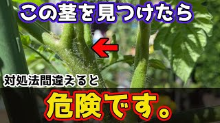 【トマト】この茎じつはある”サイン”です。原因と対処法を紹介します。【家庭菜園】