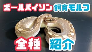 【モルフ紹介】飼育モルフ全て見せます！ボールパイソン　ボールパイソンモルフ　ボールパイソン飼育　#joereptiles