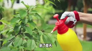 红豆杉养护秘诀大公开