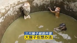 这只大猴子勇敢又聪明，它冷静地以身涉险，最终救出两只小猴子