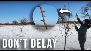 6 Late Winter/Early Spring FRUIT TREE Care Tips for MAXIMUM Summer Orchard Harvest