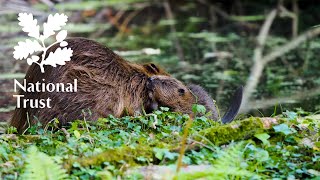 Did you know that the National Trust are using beavers to help reduce flooding?