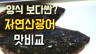 자연산광어 양식광어 맛비교  양식보다싼 자연산광어?