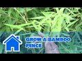 Bamboo Growing 101 : How to Grow a Bamboo Fence