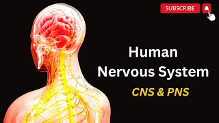 Human Nervous system EXPLAINED | Unlocking the Wonders of the Human Nervous System