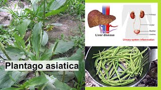 Plantago asiatica