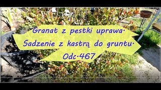 🌿🌾Odc.467-Granat z pestki, uprawa. Sadzenie z kastrą do gruntu