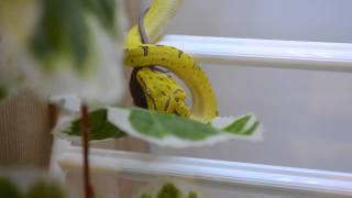 Juvenile Green Tree Python Eating - פיתון עצים ירוק צעיר אוכל