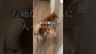 お姉ちゃんのお風呂待ちが日課の柴犬🐶　#柴犬　#犬　#癒し　#かわいい #shorts