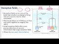 Sensory Physiology