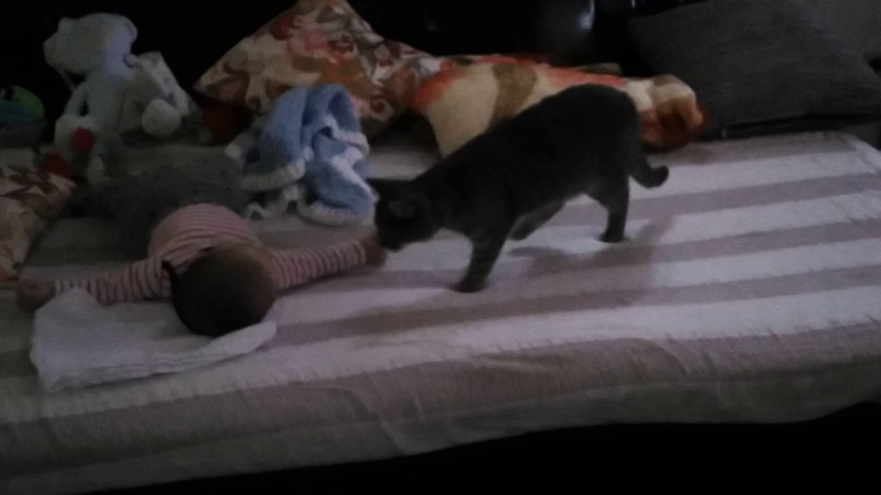 Cat Comforts Crying Baby Youtube