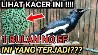 1 BULAN NO EF?? KITA LIHAT JADINYA BURUNG KACER INI | DR KACER