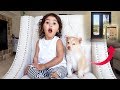 SOMEONE LEFT A PUPPY AT OUR DOORSTEP!!! **SHOCKING** SOMEONE LEFT A PUPPY AT OUR DOORSTEP!!! **SHOCKING**