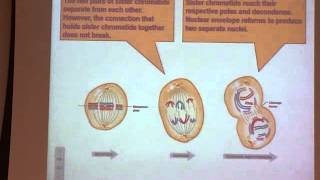Bio 235 "Lecture 3" Mitosis & Meiosis 8/24/15