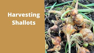 Harvesting Shallots