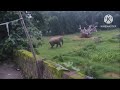 jharsuguda bhalupatra village elephant attack