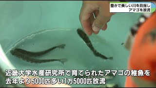 1万5000匹のアマゴ放流　かつての美しい川の姿目指す