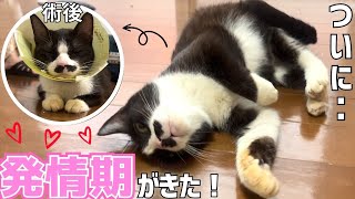 保護した猫にとうとう発情期がきてしまい、とんでもない声で鳴き叫びはじめた‥【避妊手術】