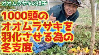 秋！オオムラサキ幼虫の変化と冬越し準備