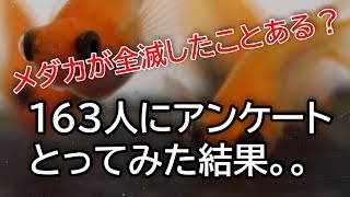 メダカが全滅したことあるかアンケート取った結果！　滋賀県のメダカ販売店　めだか藁屋　高木正臣